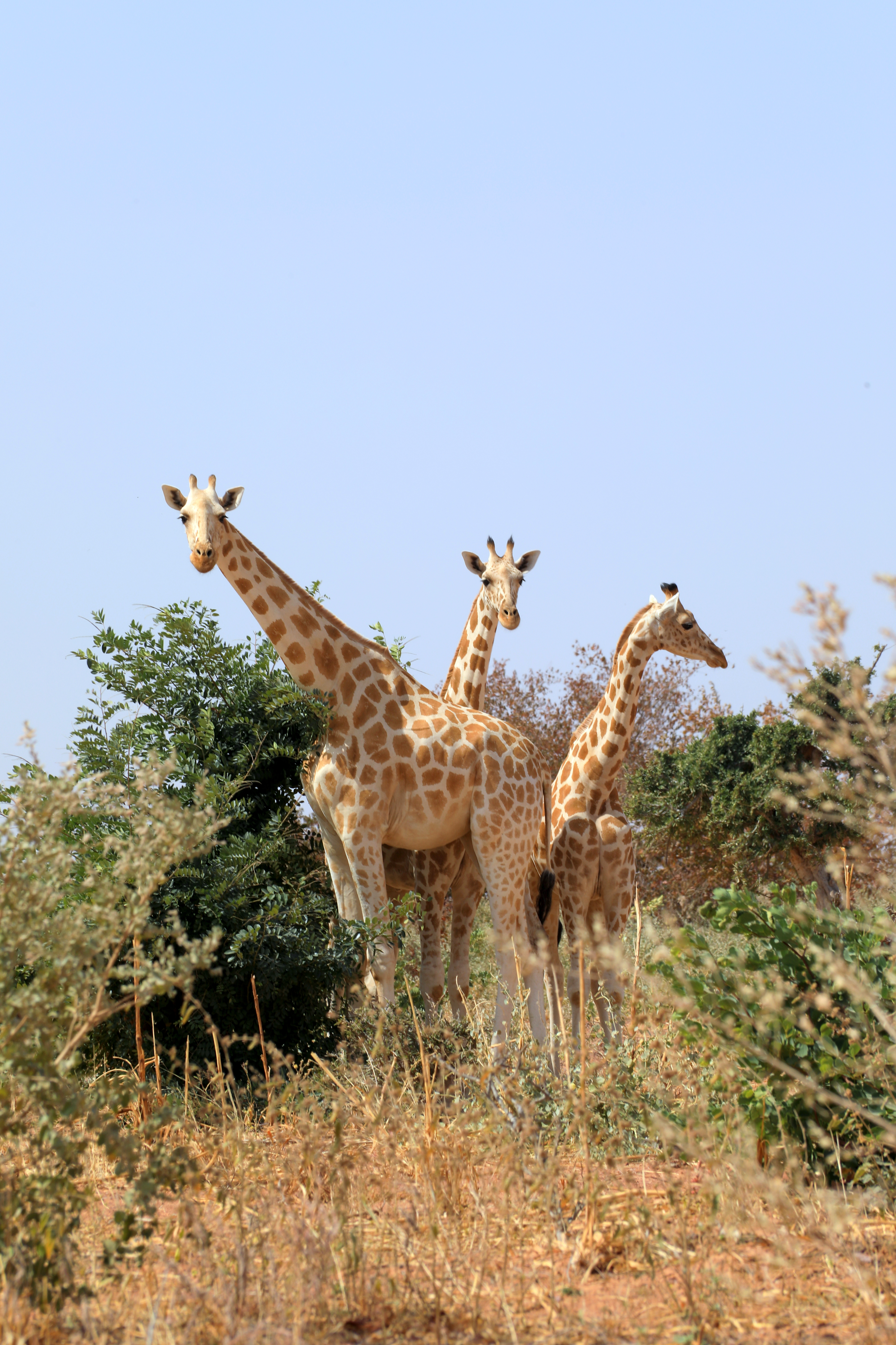 Girafe d'Afrique de l'Ouest